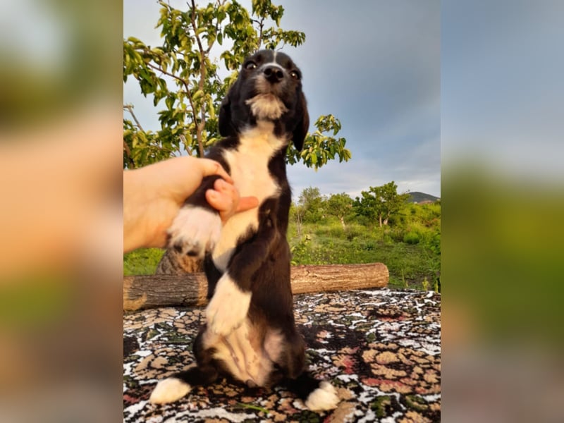 Dackel Mix Welpen - putzig und lieb