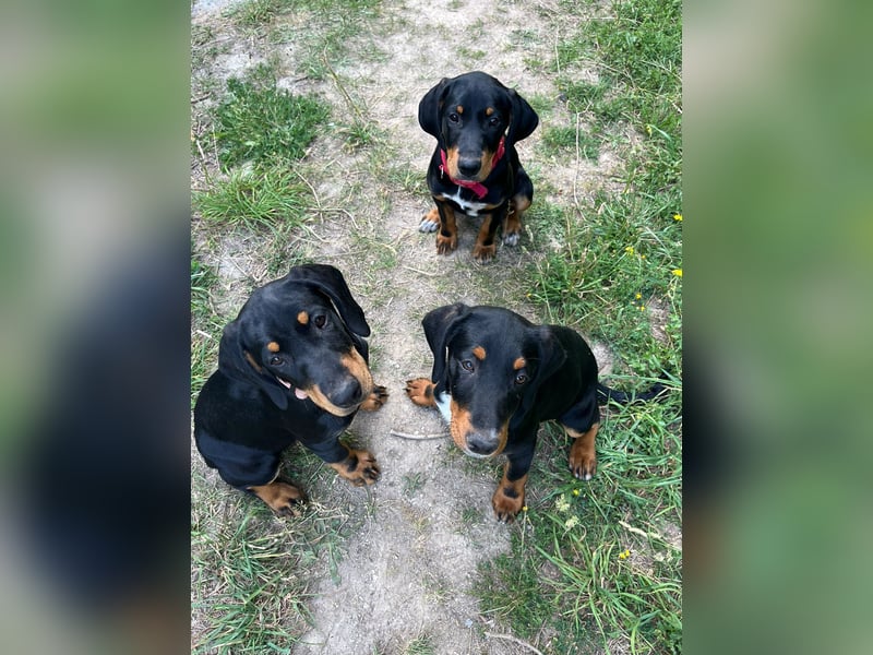 Dackel Mix Welpen - putzig und lieb