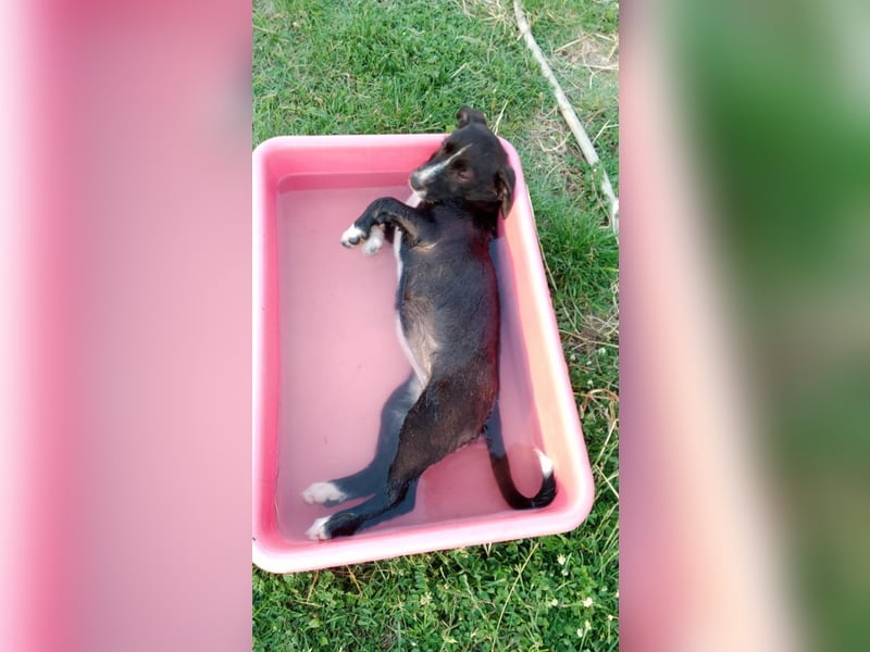Dackel Mix Welpen - putzig und lieb