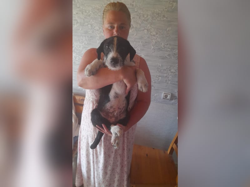 Dackel Mix Welpen - putzig und lieb