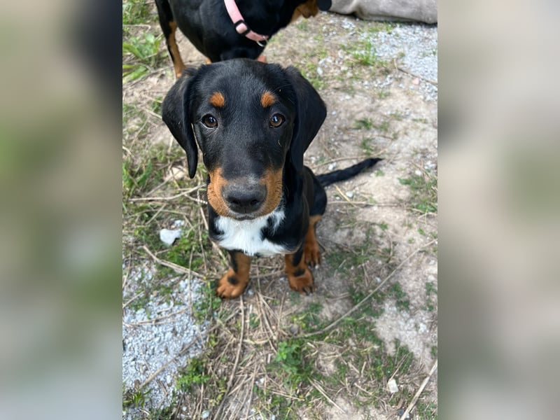 Dackel Mix Welpen - putzig und lieb
