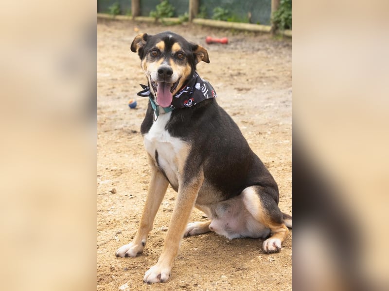 DRAKO-Liebling der freiwilligen Helfer,wirkt jünger als im Pass,charmant,elegant,liebt alle Menschen