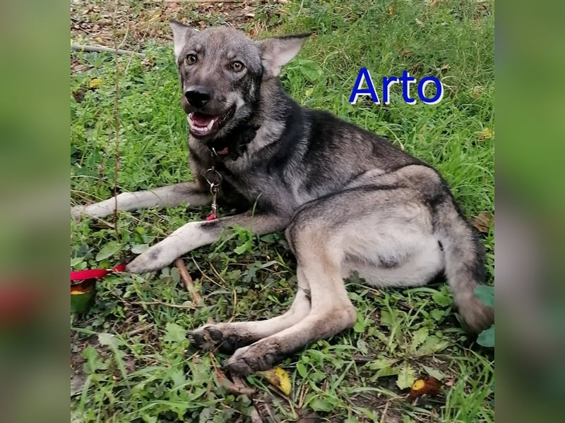 ARTO sucht liebevolles Zuhause