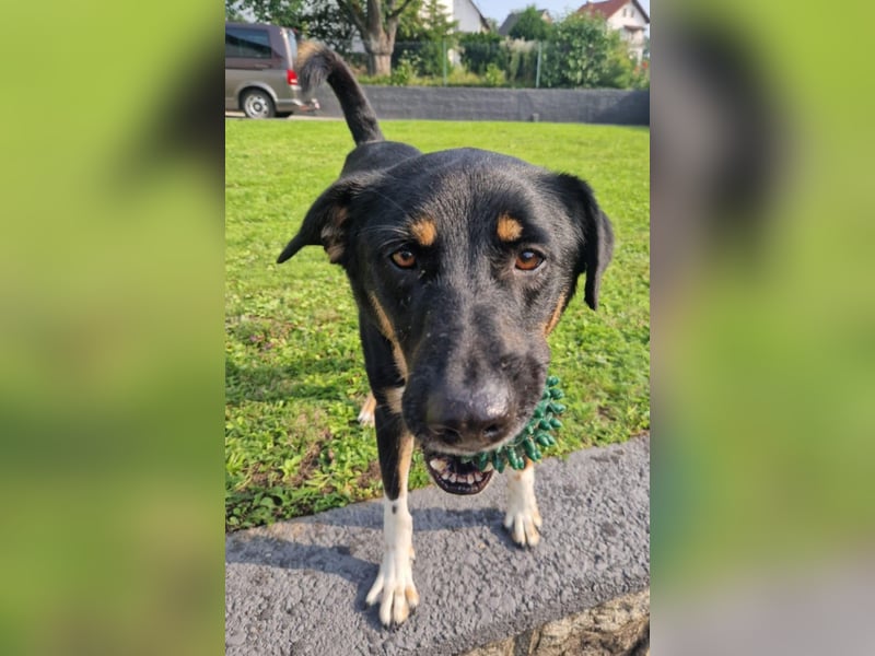 Jerry ist mein Name – und warte in PLZ 69509 auf Besuch von DIR