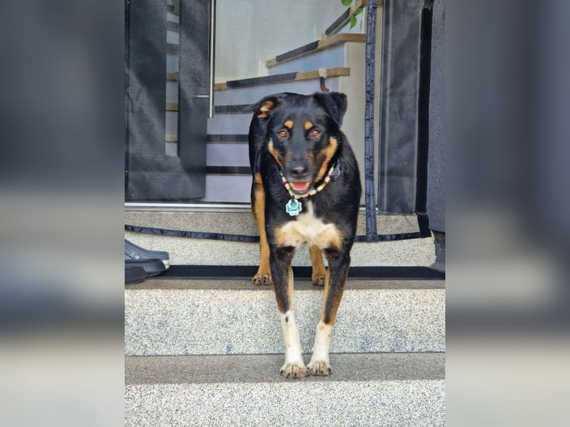 Jerry ist mein Name – und warte in PLZ 69509 auf Besuch von DIR