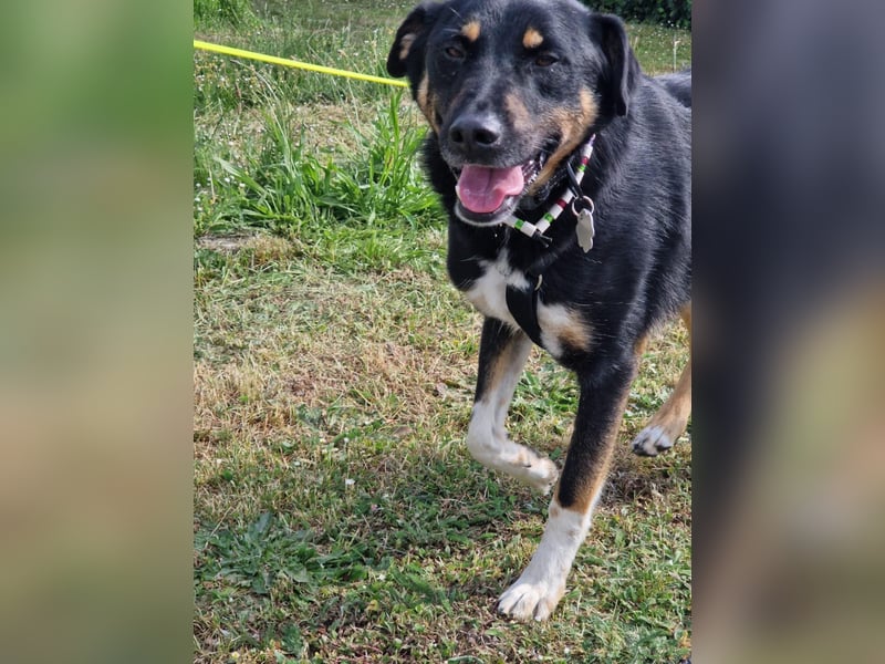 Jerry ist mein Name – und warte in PLZ 69509 auf Besuch von DIR