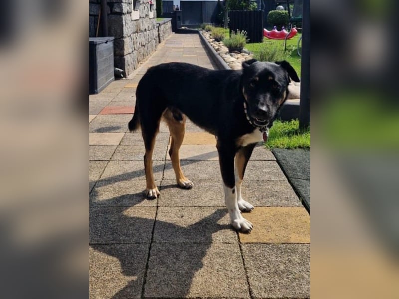 Jerry ist mein Name – und warte in PLZ 69509 auf Besuch von DIR