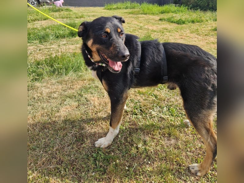Jerry ist mein Name – und warte in PLZ 69509 auf Besuch von DIR