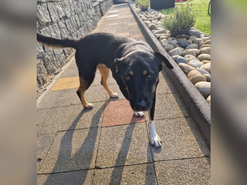 Jerry ist mein Name – und warte in PLZ 69509 auf Besuch von DIR