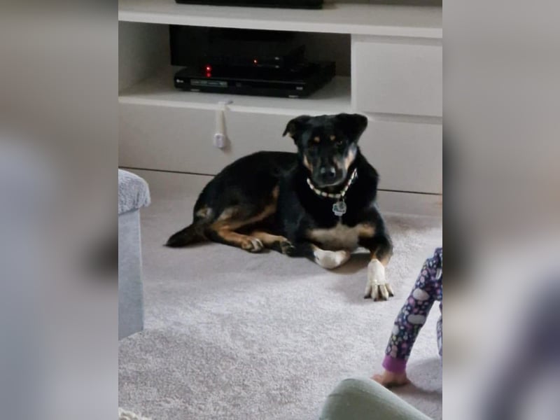 Jerry ist mein Name – und warte in PLZ 69509 auf Besuch von DIR