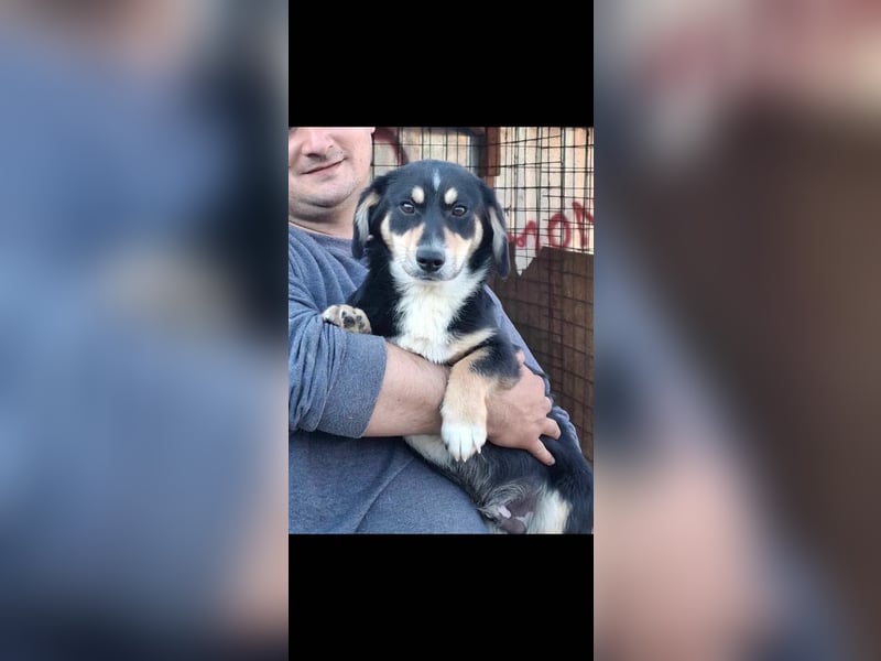 SAMY - ein, lieber kleiner Schatz