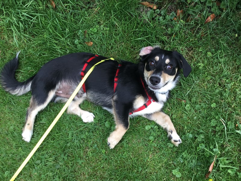 SAMY - ein, lieber kleiner Schatz
