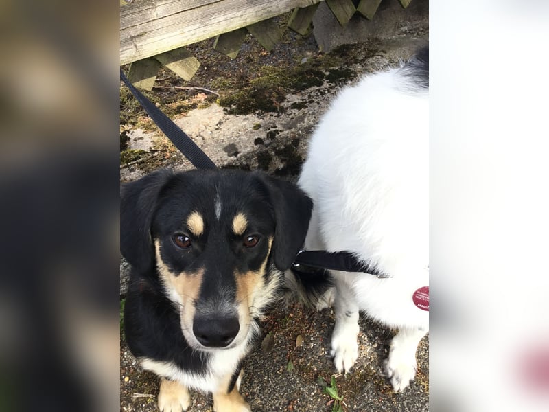 SAMY - ein, lieber kleiner Schatz