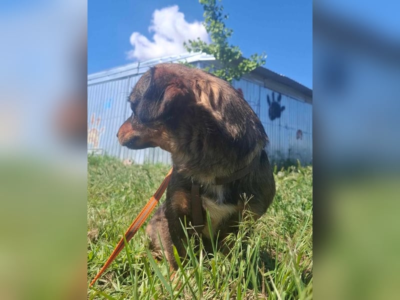 ARLO - kleiner, lieber Mischling