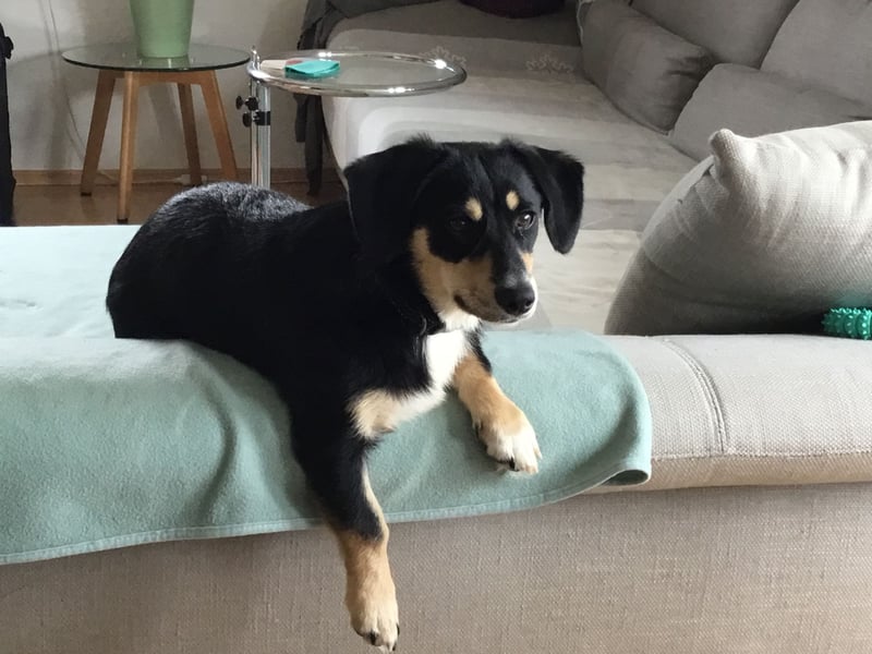 SAMY - ein, lieber kleiner Schatz