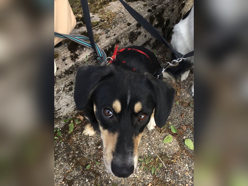SAMY - ein, lieber kleiner Schatz