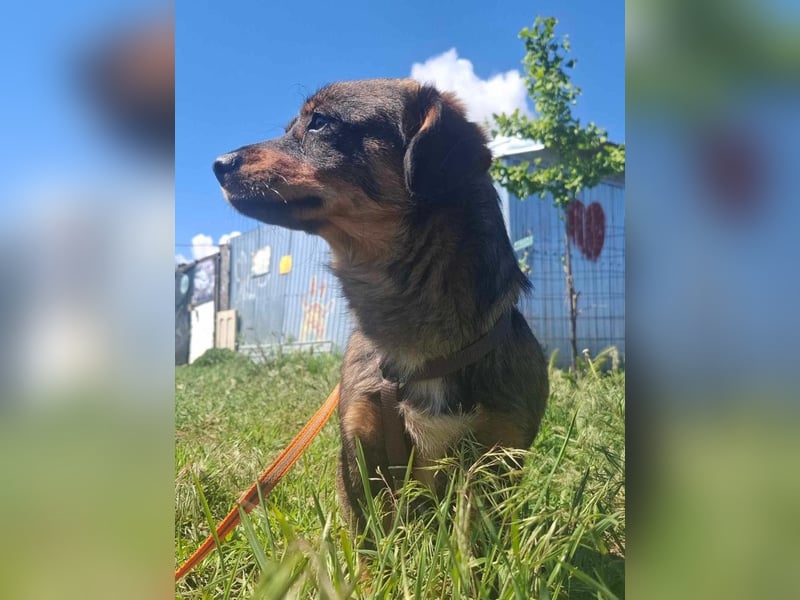 ARLO - kleiner, lieber Mischling