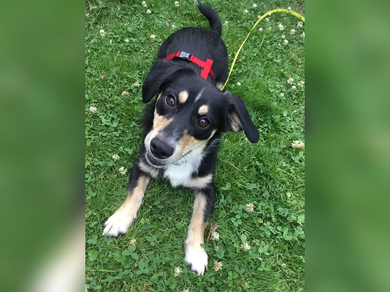 SAMY - ein, lieber kleiner Schatz
