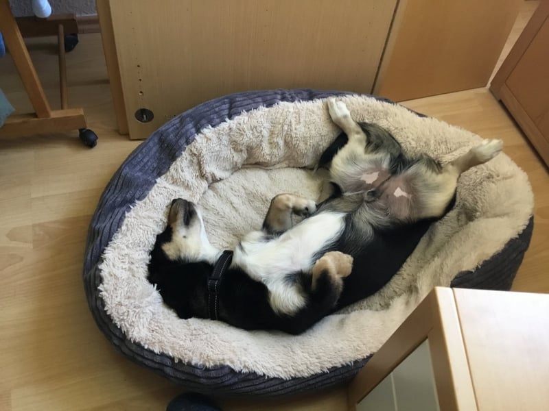 SAMY - ein, lieber kleiner Schatz