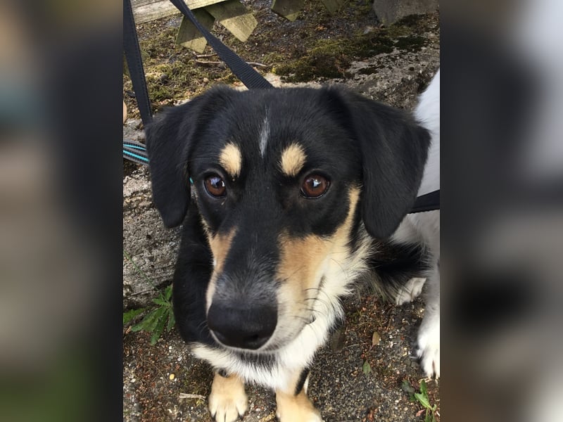 SAMY - ein, lieber kleiner Schatz