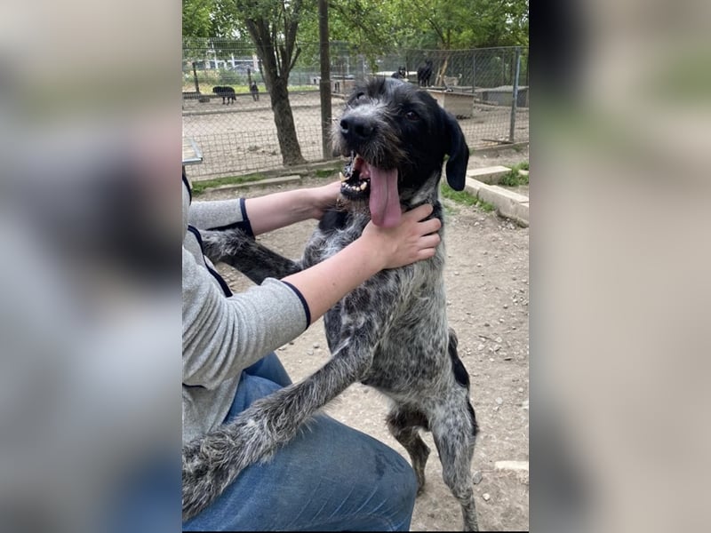 Dringend Zuhause gesucht! Der liebe Fritz ist ein super Kerl!