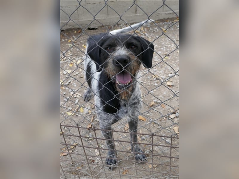 Dringend Zuhause gesucht! Der liebe Fritz ist ein super Kerl!