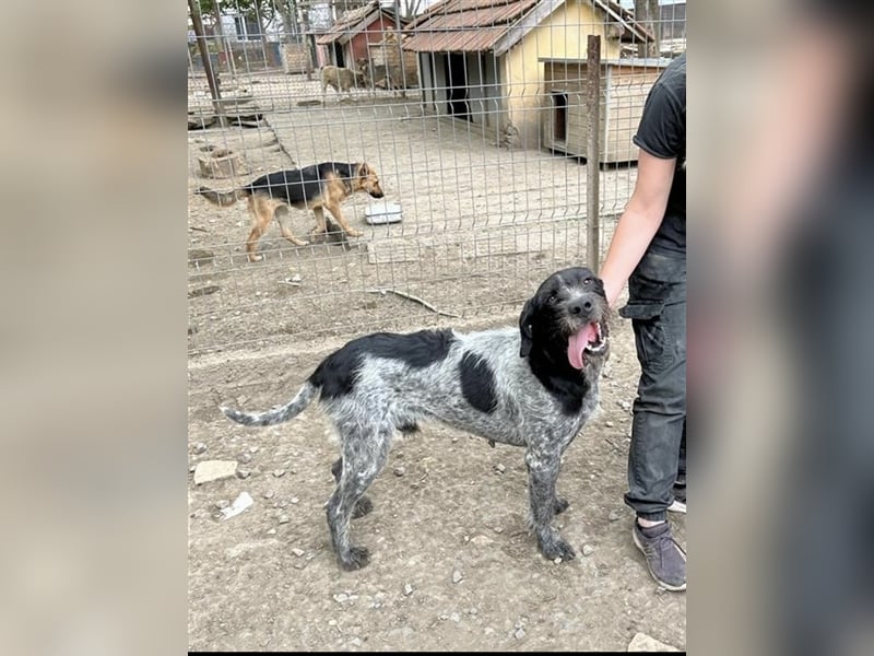 Dringend Zuhause gesucht! Der liebe Fritz ist ein super Kerl!