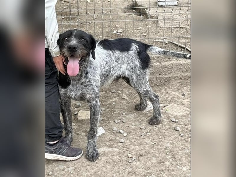 Dringend Zuhause gesucht! Der liebe Fritz ist ein super Kerl!