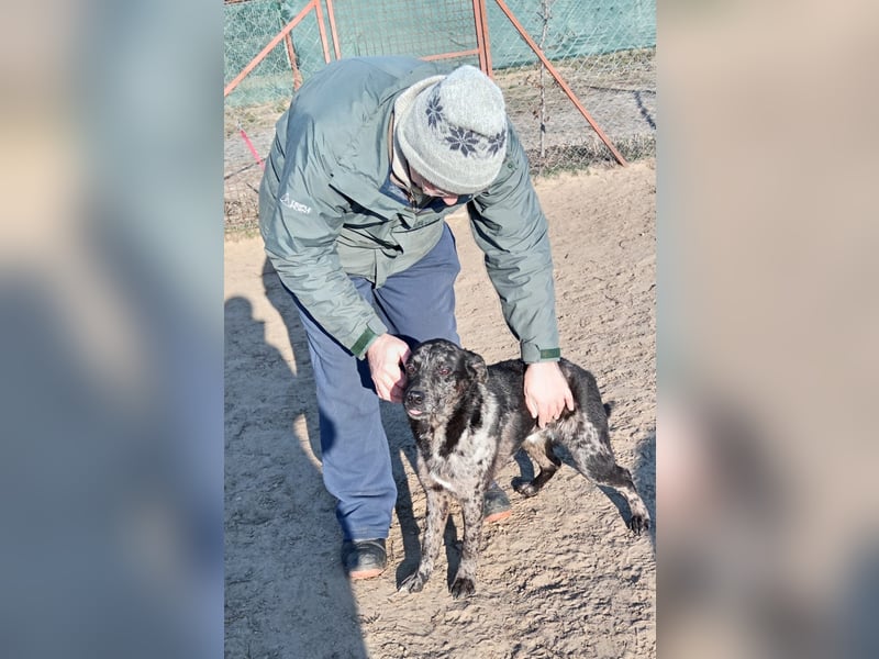 Zecco- ein Wundervoller Hundejunge sucht ein Zuhause