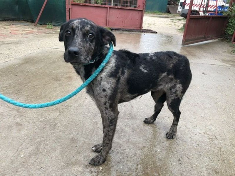 Zecco- ein Wundervoller Hundejunge sucht ein Zuhause
