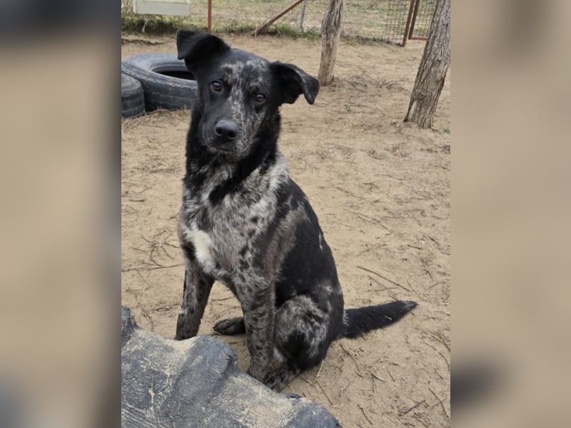 Zecco- ein Wundervoller Hundejunge sucht ein Zuhause
