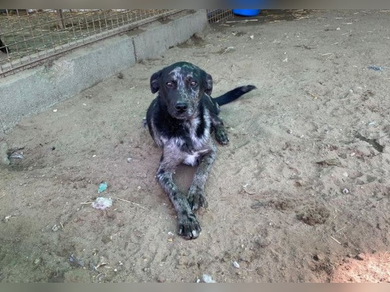 Zecco- ein Wundervoller Hundejunge sucht ein Zuhause