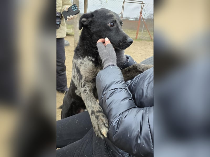 Zecco- ein Wundervoller Hundejunge sucht ein Zuhause