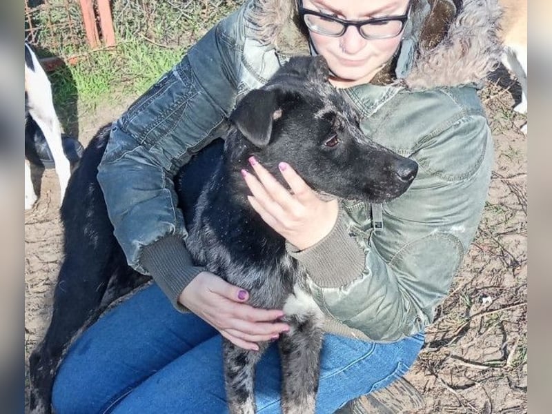 Zecco- ein Wundervoller Hundejunge sucht ein Zuhause