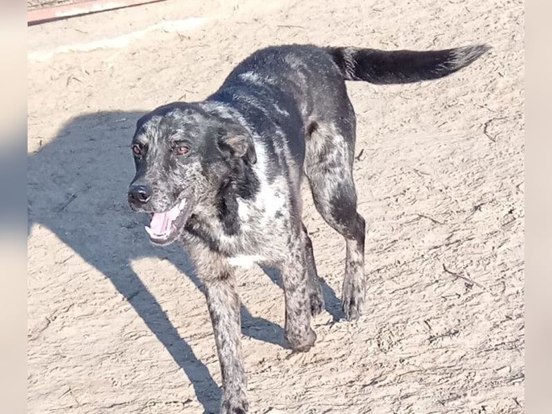 Zecco- ein Wundervoller Hundejunge sucht ein Zuhause