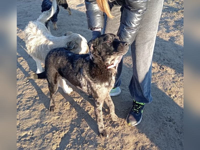 Zecco- ein Wundervoller Hundejunge sucht ein Zuhause