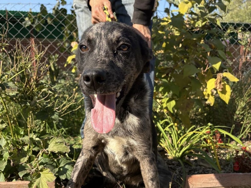 Zecco- ein Wundervoller Hundejunge sucht ein Zuhause