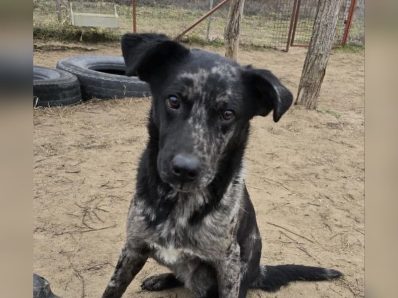 Zecco- ein Wundervoller Hundejunge sucht ein Zuhause