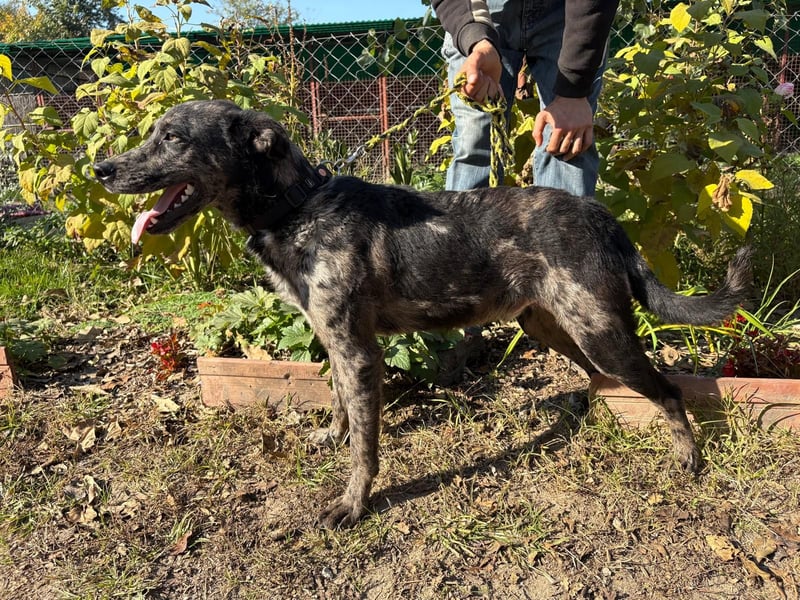 Zecco- ein Wundervoller Hundejunge sucht ein Zuhause