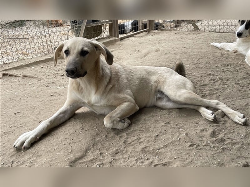 Hänschen, geb. ca. 03/2023, lebt in GRIECHENLAND, im städt. Tierheim Serres