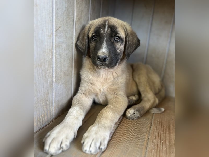 Twixx, geb. ca. 03/2025, lebt in GRIECHENLAND, im städt. Tierheim Serres