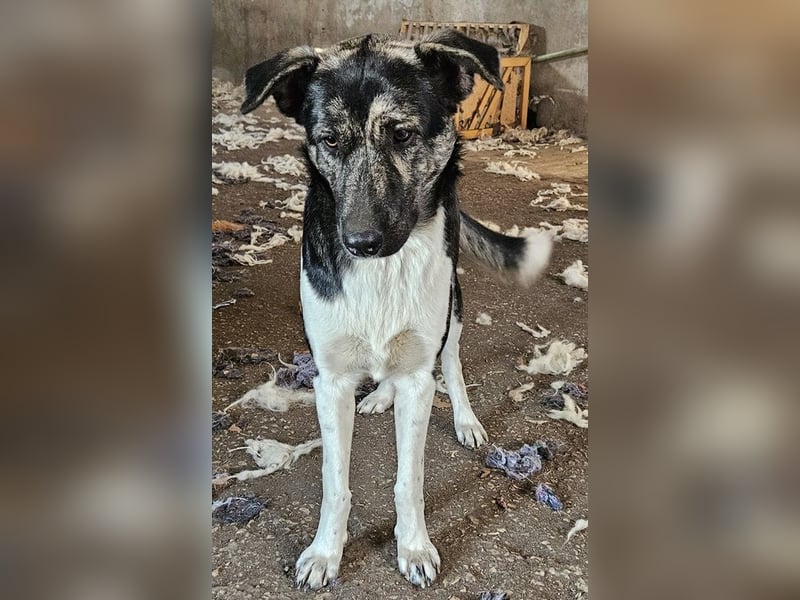 Kaiser, geb. ca. 12/2023, lebt in GRIECHENLAND, auf einem Gelände, auf dem die Hunde notdürftig ver