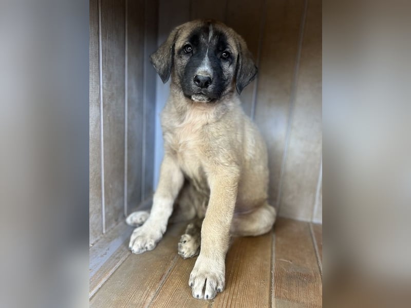 Twixx, geb. ca. 03/2025, lebt in GRIECHENLAND, im städt. Tierheim Serres
