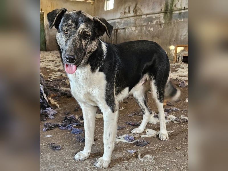 Kaiser, geb. ca. 12/2023, lebt in GRIECHENLAND, auf einem Gelände, auf dem die Hunde notdürftig ver