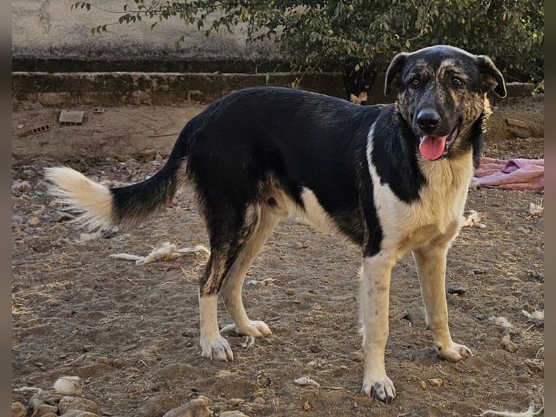 Kaiser, geb. ca. 12/2023, lebt in GRIECHENLAND, auf einem Gelände, auf dem die Hunde notdürftig ver