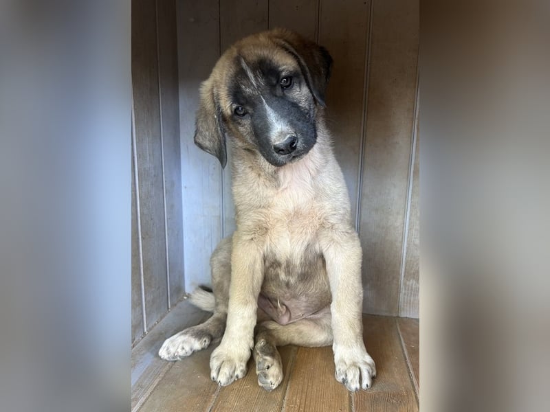 Twixx, geb. ca. 03/2025, lebt in GRIECHENLAND, im städt. Tierheim Serres