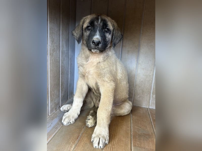 Twixx, geb. ca. 03/2025, lebt in GRIECHENLAND, im städt. Tierheim Serres