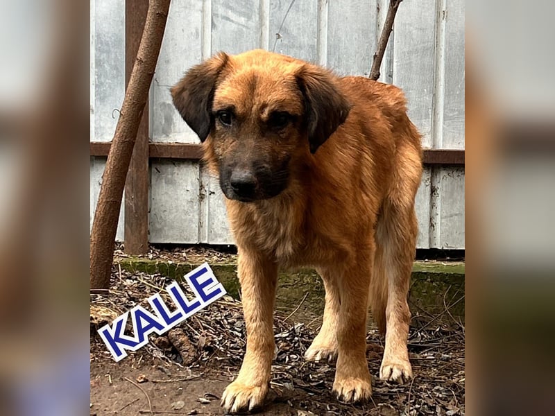 Kalle, Rüde, *ca. 2011, wir vermuten aber dass er jünger ist, ca. kniehoch, neugierig, vorsichtig, f