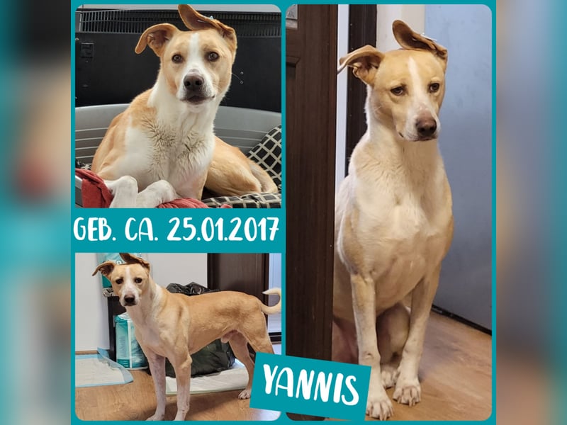Yannis (geb. ca. 25.01.2017, SH ca. 50 cm, sozial, schüchtern, unterwürfig, ruhig