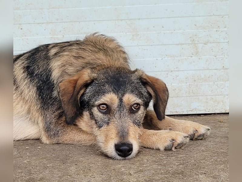 Xavi, 3 ½-jähriger Bub, SH ca. 55 cm , sozial, liebt kuscheln